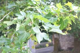 Attēlu rezultāti vaicājumam “Platanus x hispanica (syn. Platanus x acerifolia) leaf”