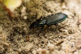 Attēlu rezultāti vaicājumam “Poecilus lepidus”