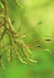 Attēlu rezultāti vaicājumam “Sanionia uncinata”