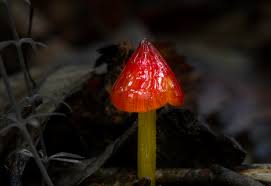 Attēlu rezultāti vaicājumam “Hygrocybe sp.”
