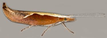 Attēlu rezultāti vaicājumam “Ypsolopha dentella”