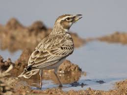 Image result for Melanocorypha bimaculata