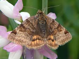 Attēlu rezultāti vaicājumam “Euclidia glyphica”