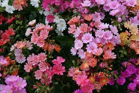 Image result for Bitterwurz