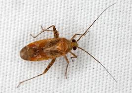 Attēlu rezultāti vaicājumam “Phytocoris sp.”