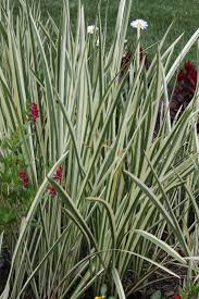 Attēlu rezultāti vaicājumam “Acorus calamus leaf”