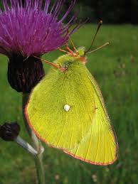 Attēlu rezultāti vaicājumam “Colias palaeno male”