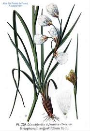 Attēlu rezultāti vaicājumam “Eriophorum angustifolium”