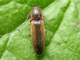 Attēlu rezultāti vaicājumam “Dalopius marginatus”