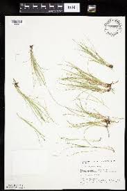 Attēlu rezultāti vaicājumam “Carex disperma”