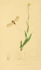 Attēlu rezultāti vaicājumam “Jalla dumosa imago”