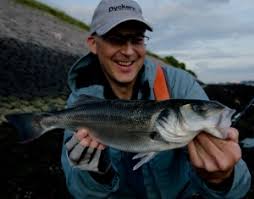 Image result for Dicentrarchus labrax