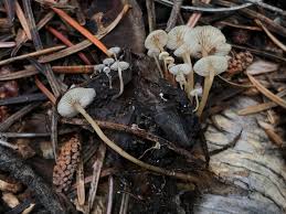 Attēlu rezultāti vaicājumam “Collybia cirrhata”