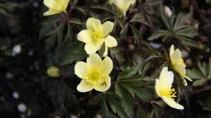 Attēlu rezultāti vaicājumam “Anemone x lipsiensis flower”