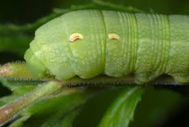 Attēlu rezultāti vaicājumam “Deilephila elpenor larva”