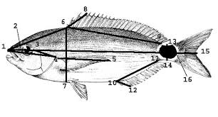 Image result for Oblada melanurus