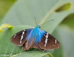 Attēlu rezultāti vaicājumam “Euphydrias aurinia upperside”