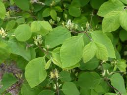 Attēlu rezultāti vaicājumam “Lonicera xylosteum flower”