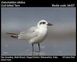 Image result for Gelochelidon nilotica