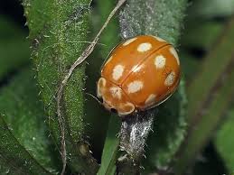 Attēlu rezultāti vaicājumam “Calvia decemguttata”