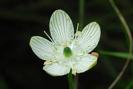 Attēlu rezultāti vaicājumam “Parnassia palustris fruit”