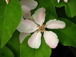 Attēlu rezultāti vaicājumam “Cydonia oblonga flower”