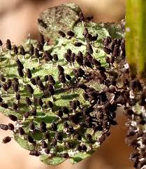 Attēlu rezultāti vaicājumam “Diachea leucopodia”