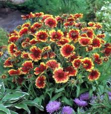 Image result for Gaillardia `Kobold`