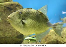 Image result for Balistes capriscus