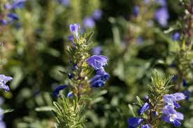 Image result for Dracocephalum moldavicum