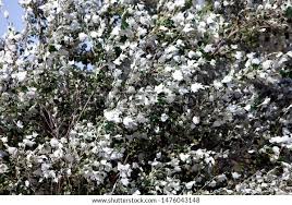 Attēlu rezultāti vaicājumam “Populus alba Nivea”