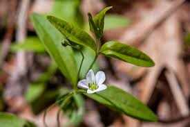 Attēlu rezultāti vaicājumam “Moehringia lateriflora flower”
