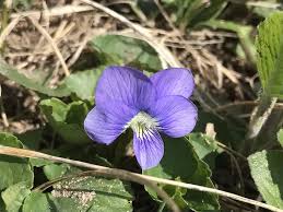 Attēlu rezultāti vaicājumam “Viola sororia flower”