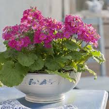 Image result for Primula malacoides