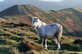 Image result for Long Mynd