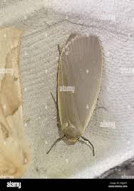 Attēlu rezultāti vaicājumam “Eilema griseola larva”