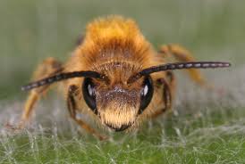 Attēlu rezultāti vaicājumam “Andrena haemorrhoa”