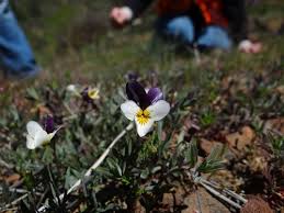 Attēlu rezultāti vaicājumam “Viola tricolor subsp. curtisii bud”