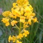 Attēlu rezultāti vaicājumam “Rorippa amphibia fruit”