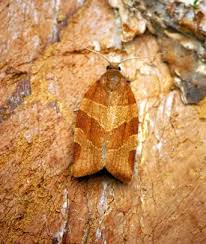 Attēlu rezultāti vaicājumam “Pandemis cinnamomeana”