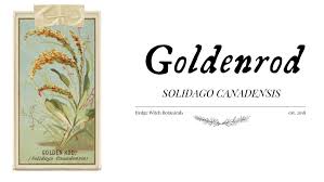 Attēlu rezultāti vaicājumam “Solidago canadensis fruit”