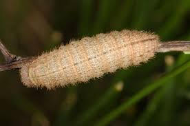 Attēlu rezultāti vaicājumam “Erebia aethiops upperside”