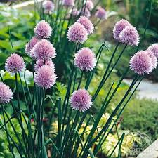 Attēlu rezultāti vaicājumam “Allium schoenoprasum flower”