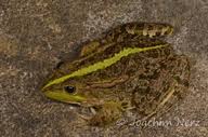 Attēlu rezultāti vaicājumam “Pelophylax adult”