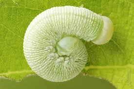 Attēlu rezultāti vaicājumam “Trichiosoma larva”