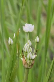 Attēlu rezultāti vaicājumam “Butomaceae”