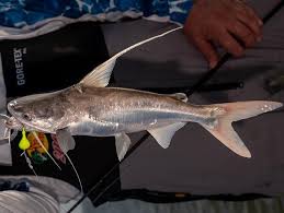 Image result for Bagre marinus