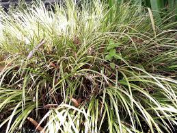 Attēlu rezultāti vaicājumam “Acoraceae”