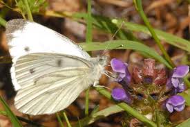 Attēlu rezultāti vaicājumam “Pieris napi male”