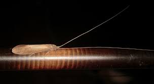 Attēlu rezultāti vaicājumam “Oecetis ochracea”